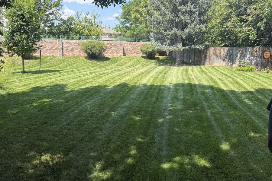 Freshly mowed lawn with clean mowing stripes